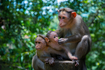 The mother monkey and her two baby monkeys are sitting on a stone on a green background, Animal photography, Wildlife photography
