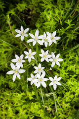 Ornithogalum flowers closeup (Star of Bethlehem)