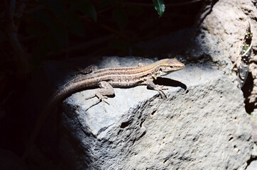 TENERIFE, SPAIN: Scenic landscape view of Masca Canyon natural park rocks 