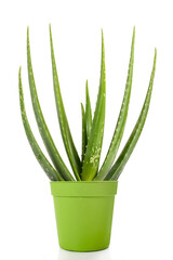 Aloe vera plant