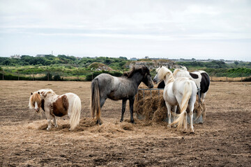 Horses and ponies eating together