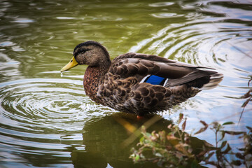 Fototapeta premium Duck