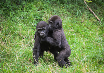Baby gorillas