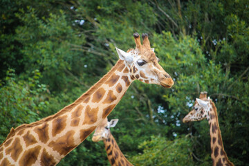 Giraffe