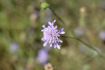 Dove scabious