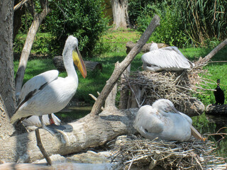 Pelicans in their Natural Zoo habitat