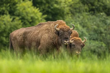 Foto op Plexiglas Europese bizon op de groene weide. Het Bieszczady-gebergte, Karpaten. Polen. © Szymon Bartosz