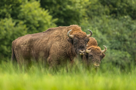 European Bison on the green meadow. The Bieszczady Mountains,  Carpathians. Poland.