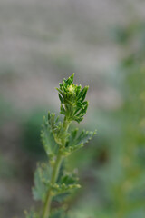 Variegated monkshood