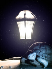 Turtle in the snow
