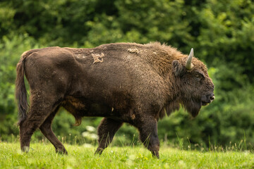European Bison on the green meadow. The Bieszczady Mountains,  Carpathians. Poland.