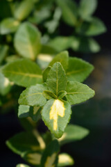 Wintercreeper Blondy