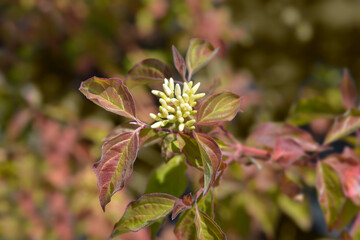 Dogwood Winter Beauty