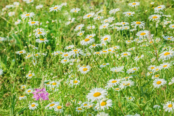 Blooming daisies in summer field on sunny day
