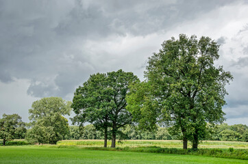 Fototapeta na wymiar Row of trees between a meadow and a field of corn in a green landscape near Heino, The Netherlands