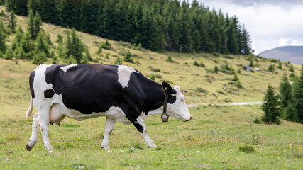 Schwarz-weiße Kuh mit Kuhglocke läuft auf der Alm herum