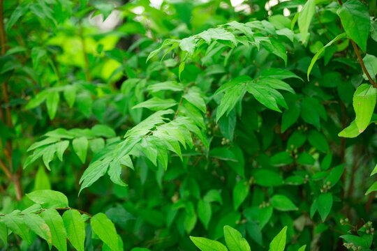 Panaritium Bilder Durchsuchen 9,609 Archivfotos, und