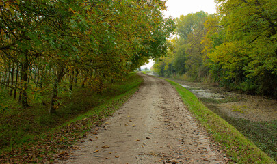 Fototapeta na wymiar Autumn landscape of the Venetian countryside. Dirt road flowing along a canal and a grove of walnuts. Codevigo, Italy.