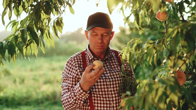 Senior man in summer cap working at green garden and checking young peaches. Mature farmer cultivating organic fresh peaches at private garden. Colorful fruit on tree ready to harvesting in summertime