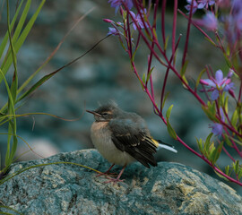 bird on a stone
