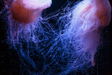 Drymonema in deep blue water . Underwater true jellyfish © Leilani