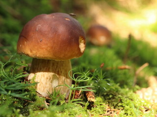 Boletus edulis, an edible mushroom in the forest with a pine cone