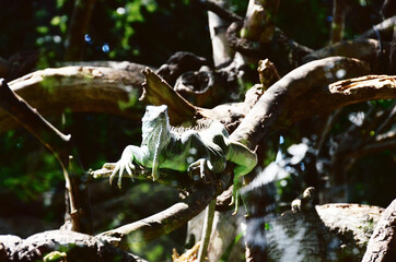 TENERIFE, SPAIN: Scenic pictures of animals in Tenerife Zoo