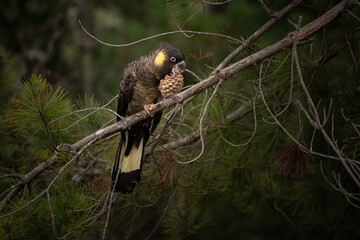 Closeup Yellowtailed Black Cockatoo Perching