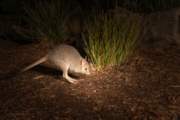 Eastern bettong on the ground in the zoo