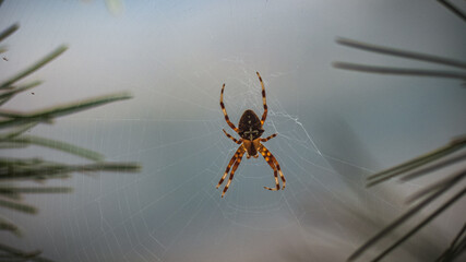 Cría joven de Araña de jardín ( Argiope argentata ) en su red de tela de araña cosida entre 2 ramas de pino en una zona escapada de algún lugar de Andalucía. - obrazy, fototapety, plakaty