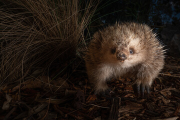 Cute short-beaked echidna looking at the camera in the zoo - obrazy, fototapety, plakaty