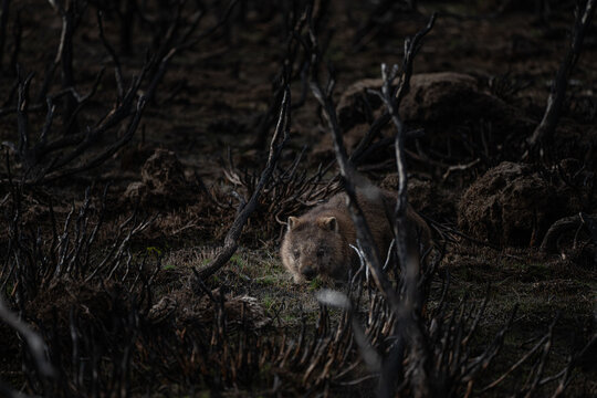 Wombat Searching For Food In The Wild After Bushfires