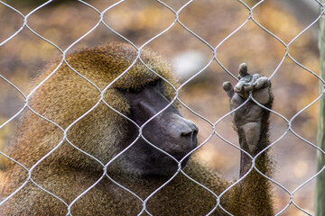 close up of a baboon