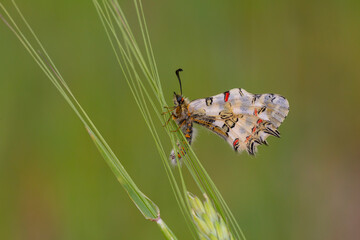 a beautiful butterfly with scallop, Zerynthia deyrollei