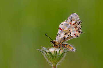 a beautiful butterfly with scallop, Zerynthia deyrollei