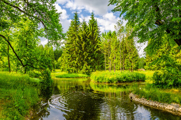 A pond with ducks in the forest in summer.