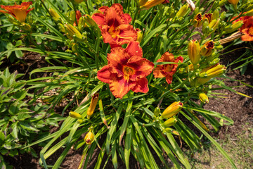 Selective focus shot of orange daylilies in a sunny field