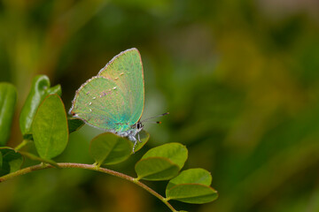 Callophrys rubi butterfly poses on flowers with greenish colors