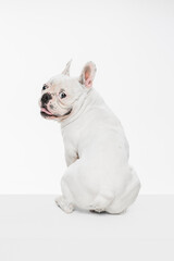 French bulldog running and jumping isolated on white studio background.