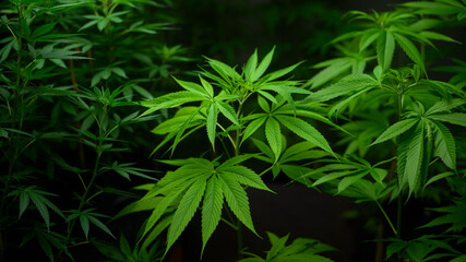 Naklejka na ściany i meble Cannabis leaf plant growing on a hemp farm, medical and biology concept
