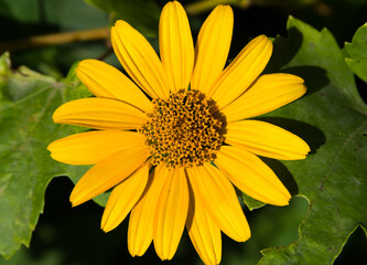 Yellow flower of Leopard's Bane (Doronicum orientale) in garden. General view of a single of flowering plants. Like a sun.