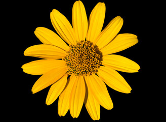 A blossoming Doronicum flower is photographed macro. Isolated on black background.