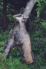 hunt of a old chamois female