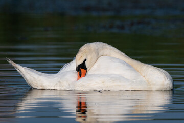 Naklejka premium white swan on the lake 