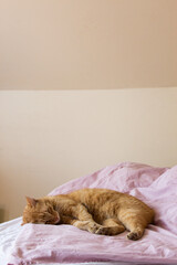 Kot na łóżku - obrazy, fototapety, plakaty