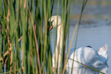 white swan on the lake 