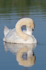 white swan on the lake 