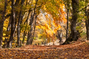 Autumn.