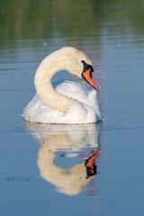 white swan on the lake 