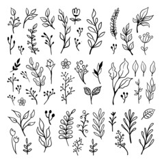 Floral doodles graphic elements vector set. Flowers and plants hand drawn illustrations.